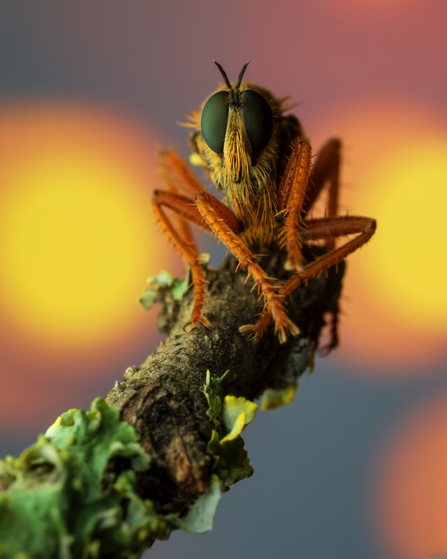 *** - Евгений Фруман