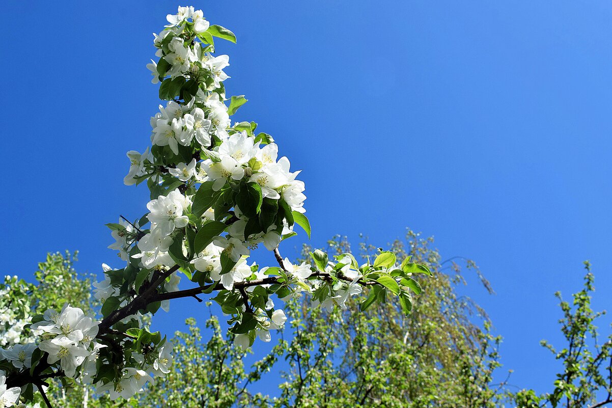 Цветенье яблонь — девственная красота. - Татьяна Помогалова Цветенье яблонь — девственная красота. - Татьяна Помогалова