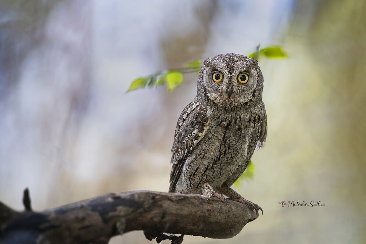Сплюшка - Светлана Ивановна Медведева Сплюшка - Светлана Ивановна Медведева