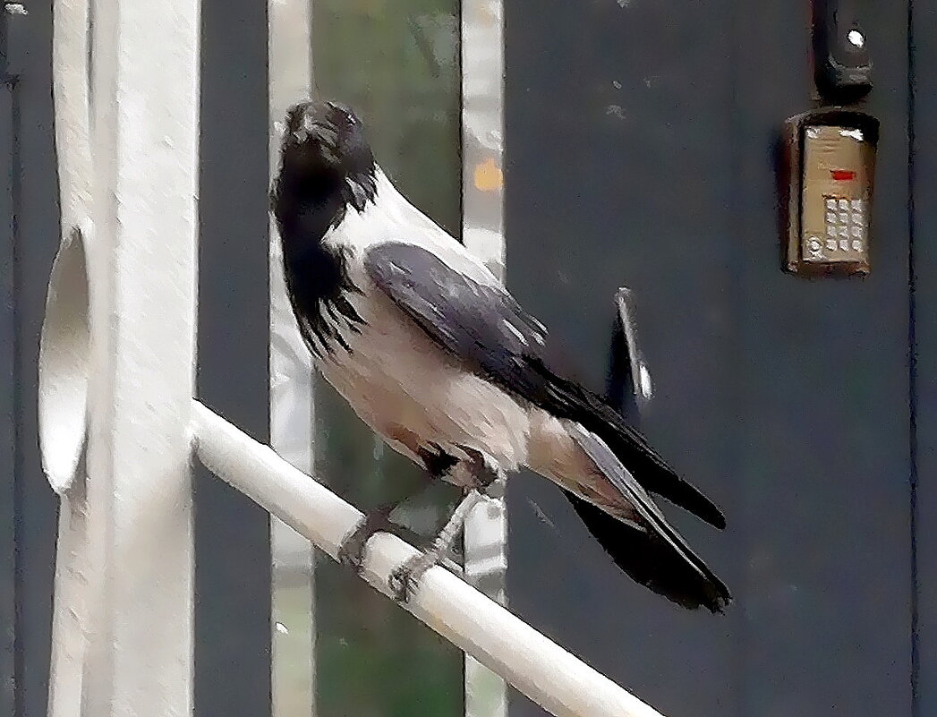 Незваный гость. - Ольга Довженко Незваный гость. - Ольга Довженко