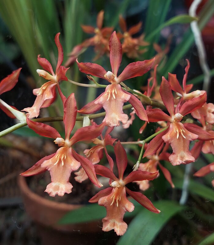 Цветы орхидеи Камбрия - ИРЭН@ . Цветы орхидеи Камбрия - ИРЭН@ .