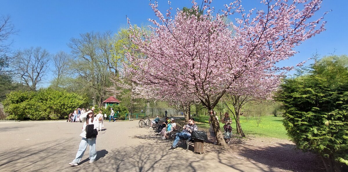 Пора сакуры. - ИРЭН@ .