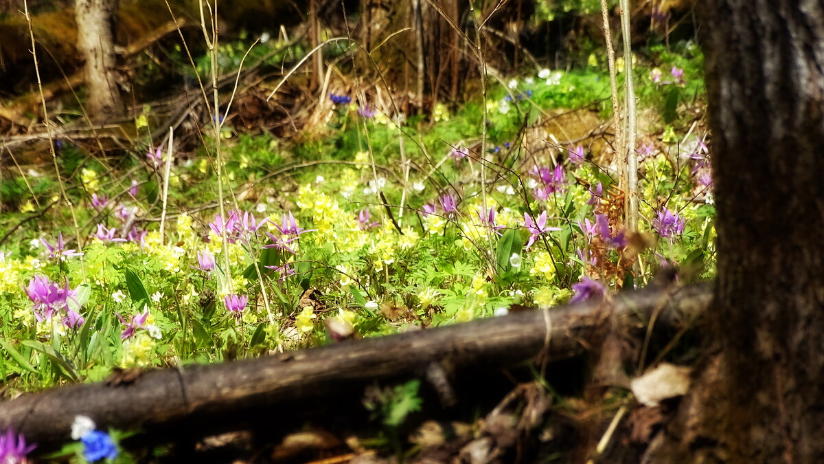 Цветной ковёр - Павел Трунцев
