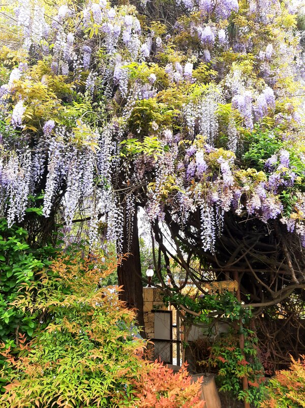 ГЛИЦИНИЯ - Tata Wolf