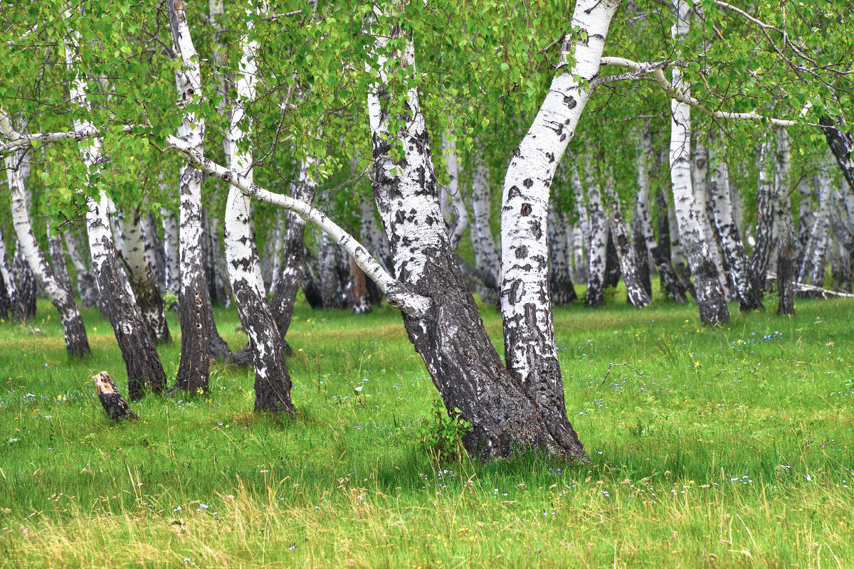 А я лягу, прилягу ... - Maxxx©  