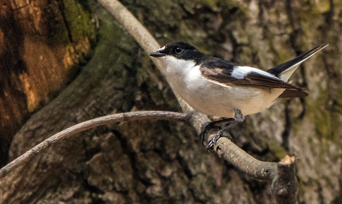 Мухоловка-пеструшка. - Владимир Безбородов