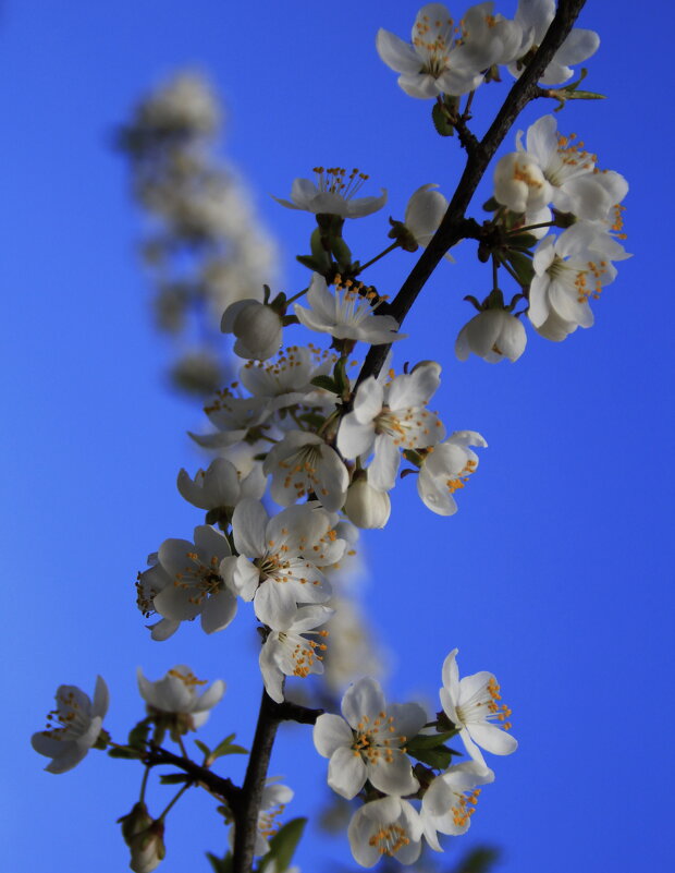 Нежный Апрель.. - Татьян@ Ивановна