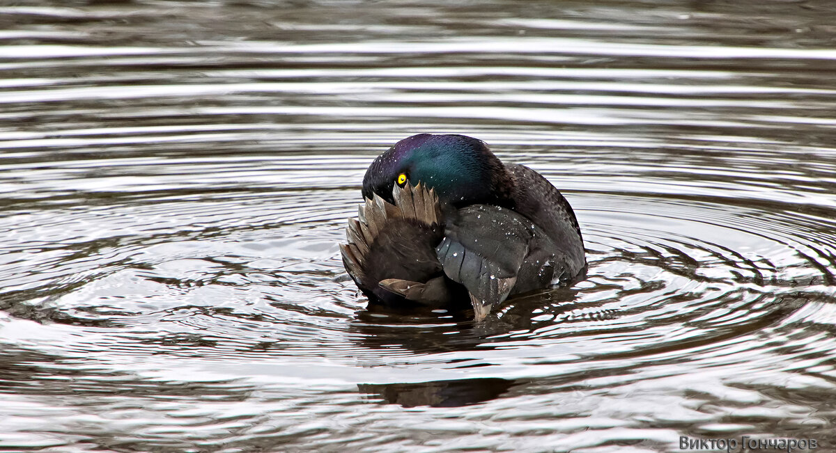 Хохлатая чернеть - Laryan1 Хохлатая чернеть - Laryan1