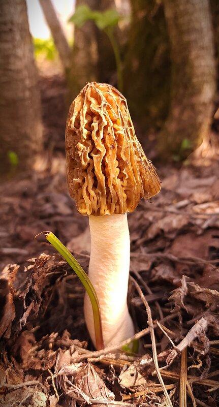 Сезон открыт - IMir 