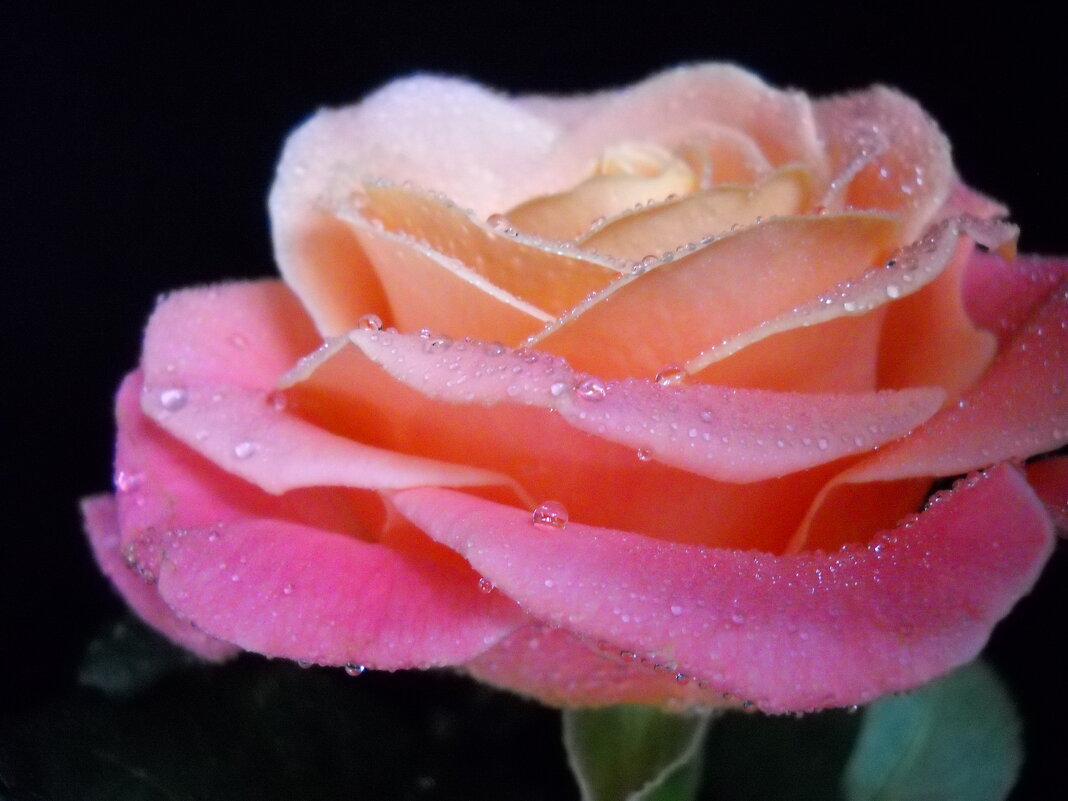 Роза - Victoria Роза - Victoria