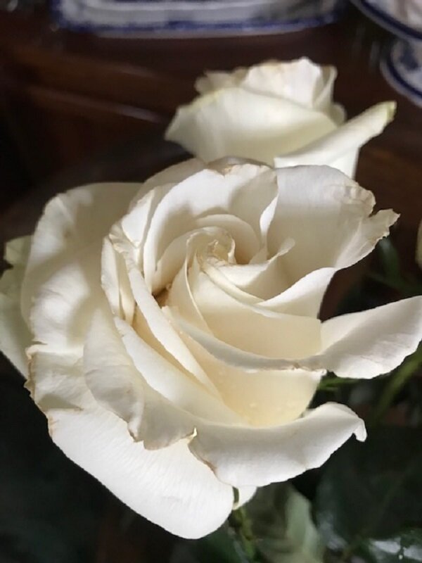 Из цикла "Розы" - Татьяна Юрасова