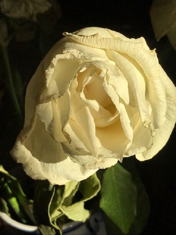 Из цикла "Розы"   Увядание... - Татьяна Юрасова