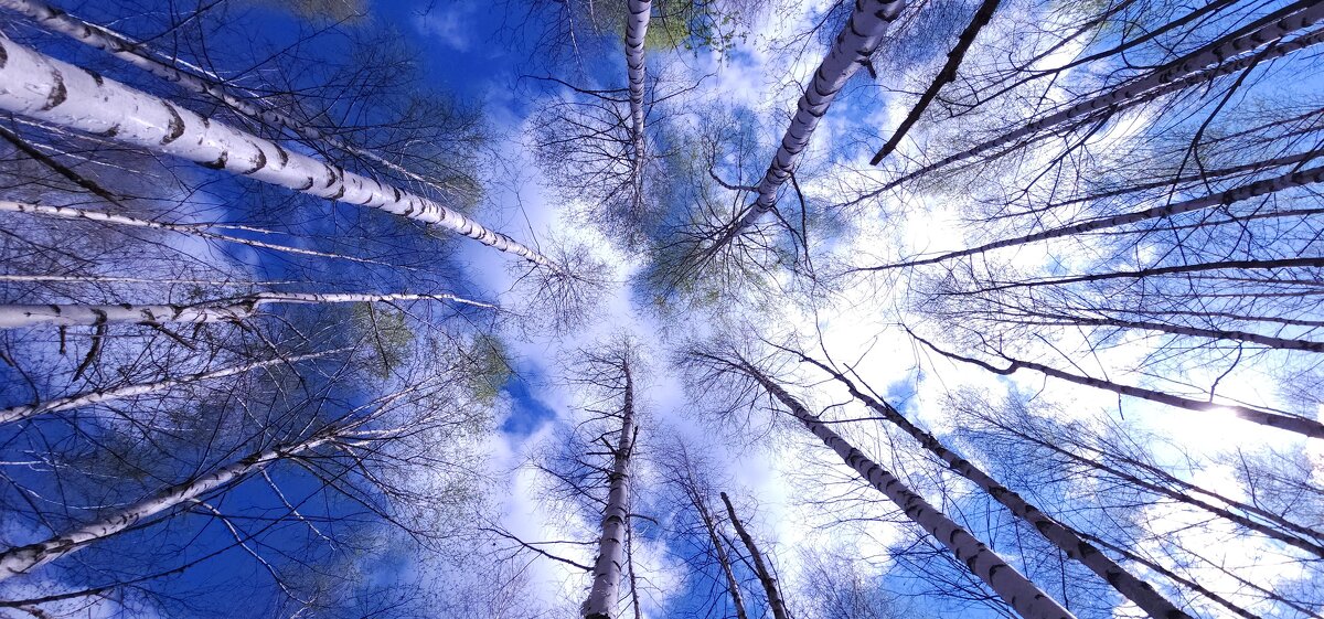 Ещё немного и затянется все листвой - IMir Ещё немного и затянется все листвой - IMir