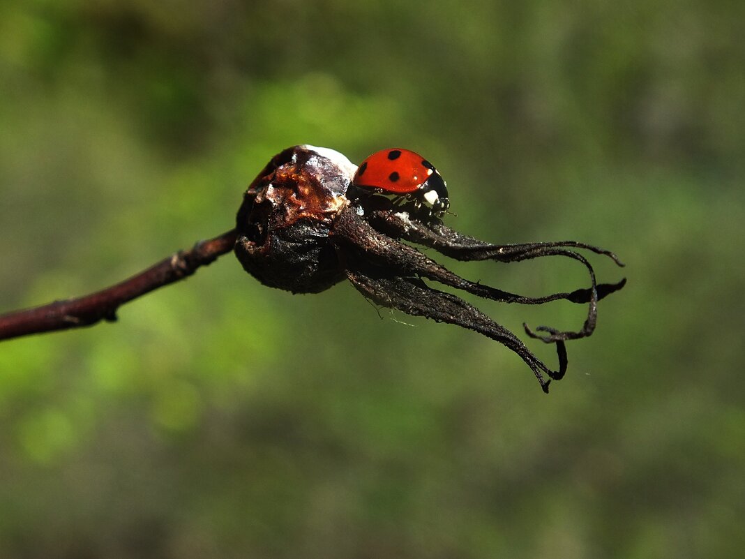 ** - Зоя Мишина