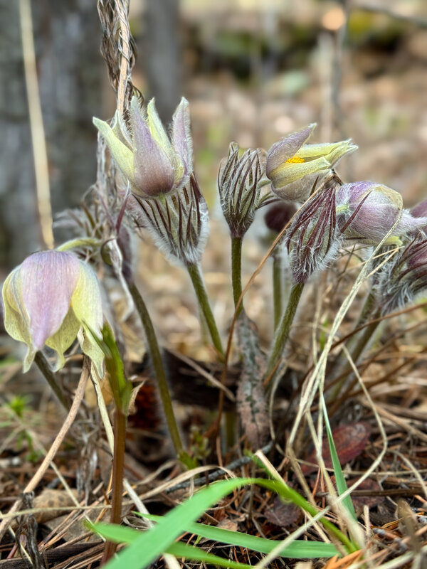 Прострел. - Сергей Адигамов Прострел. - Сергей Адигамов