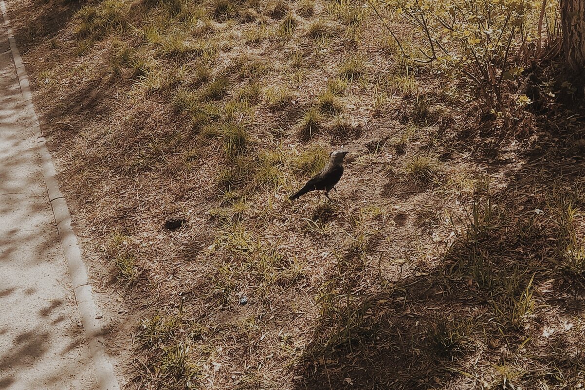 Ворон в поисках еды. - Игорь Солдаткин