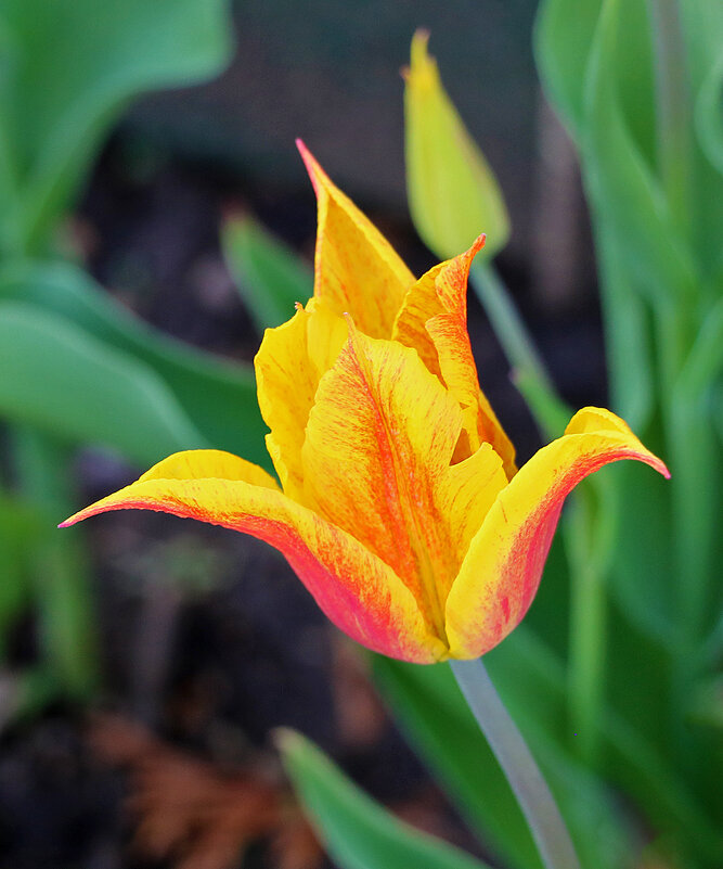 Золото апреля - Светлана 