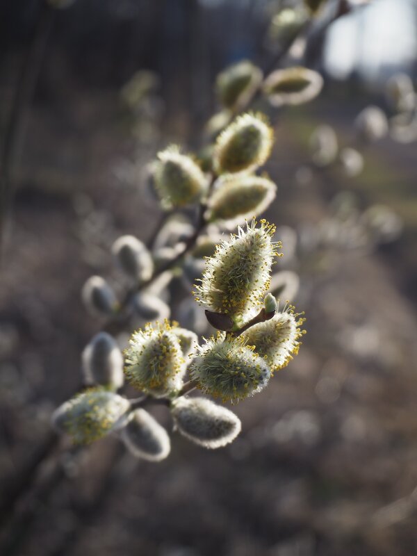 Весна! - Евгения Каравашкина