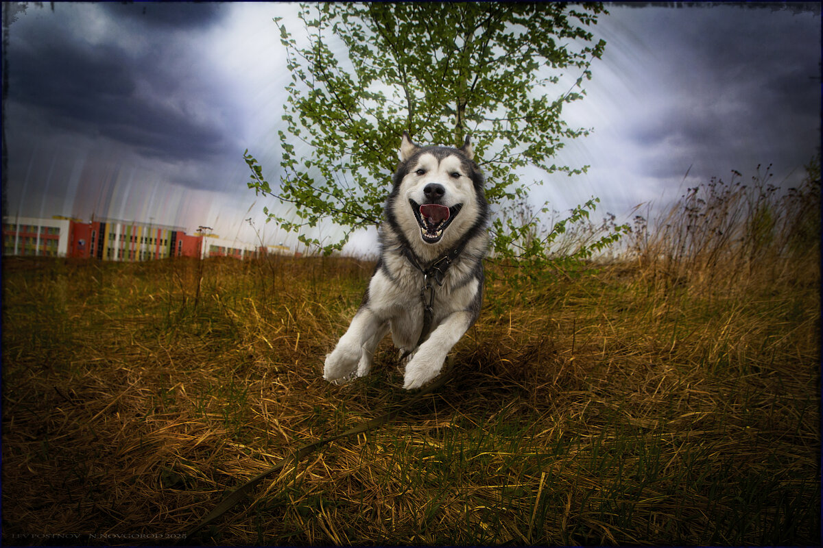 Ярик. - leff Postnov