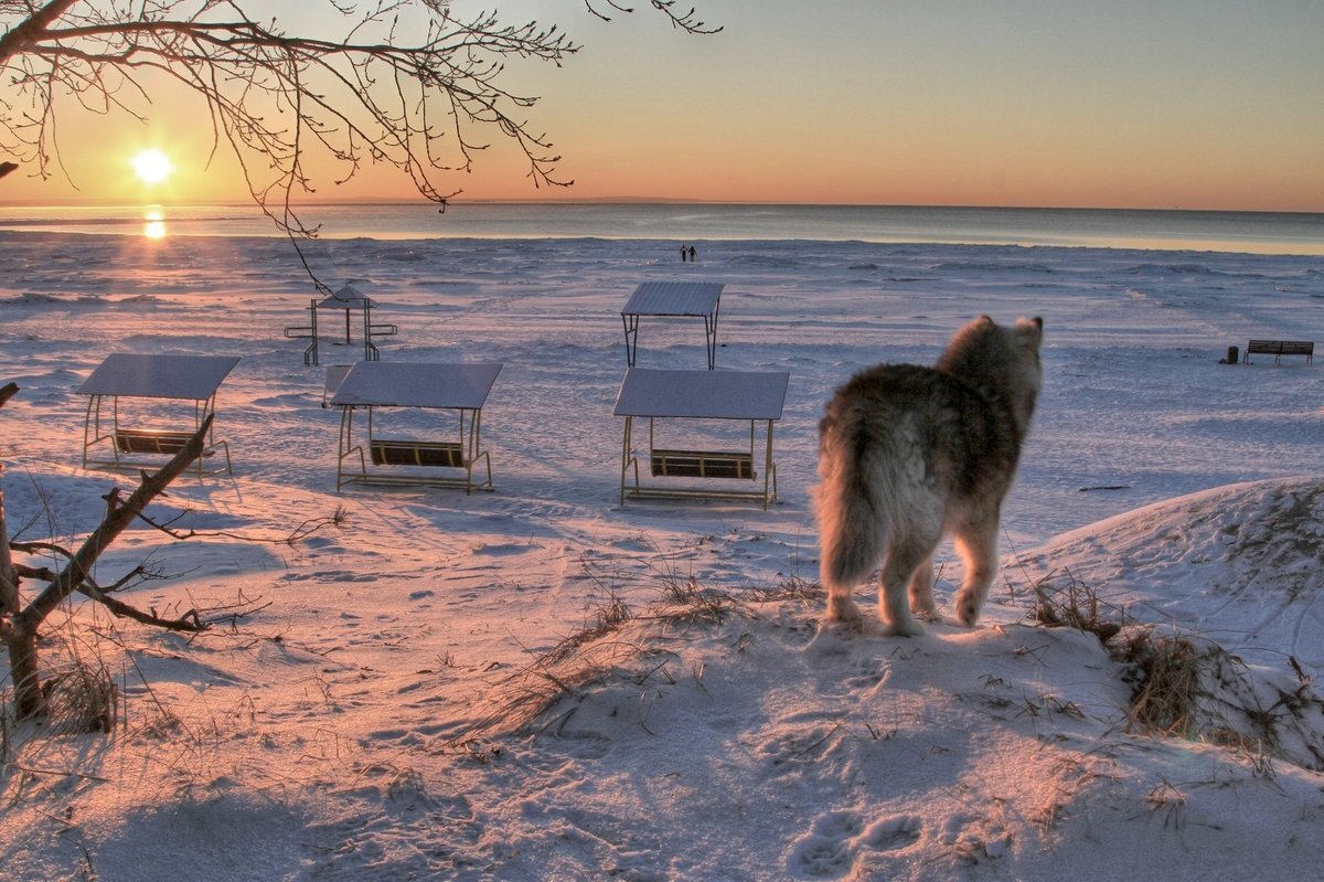 Белый клык - Cергей Кочнев Белый клык - Cергей Кочнев