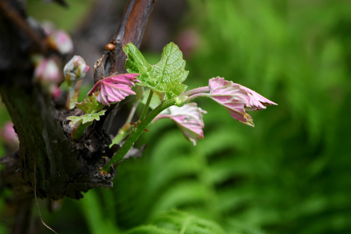 Виноградная лоза проснулась)) - Татьяна Евдокимова Виноградная лоза проснулась)) - Татьяна Евдокимова