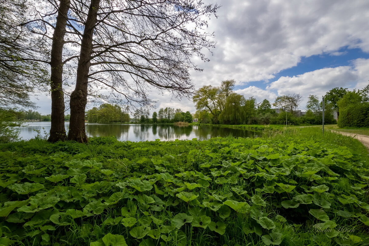 Молодо-зелено... - Николай Гирш
