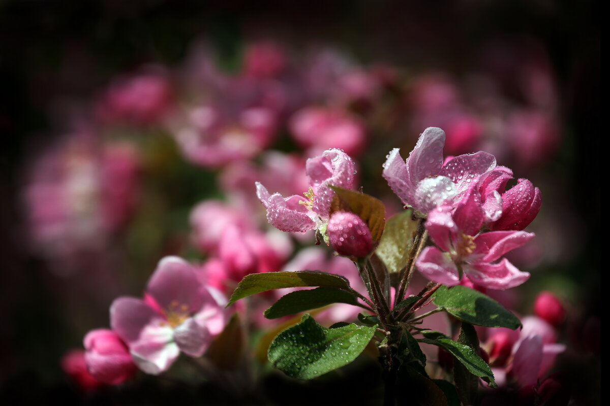 яблоня - Михаил Бибичков яблоня - Михаил Бибичков