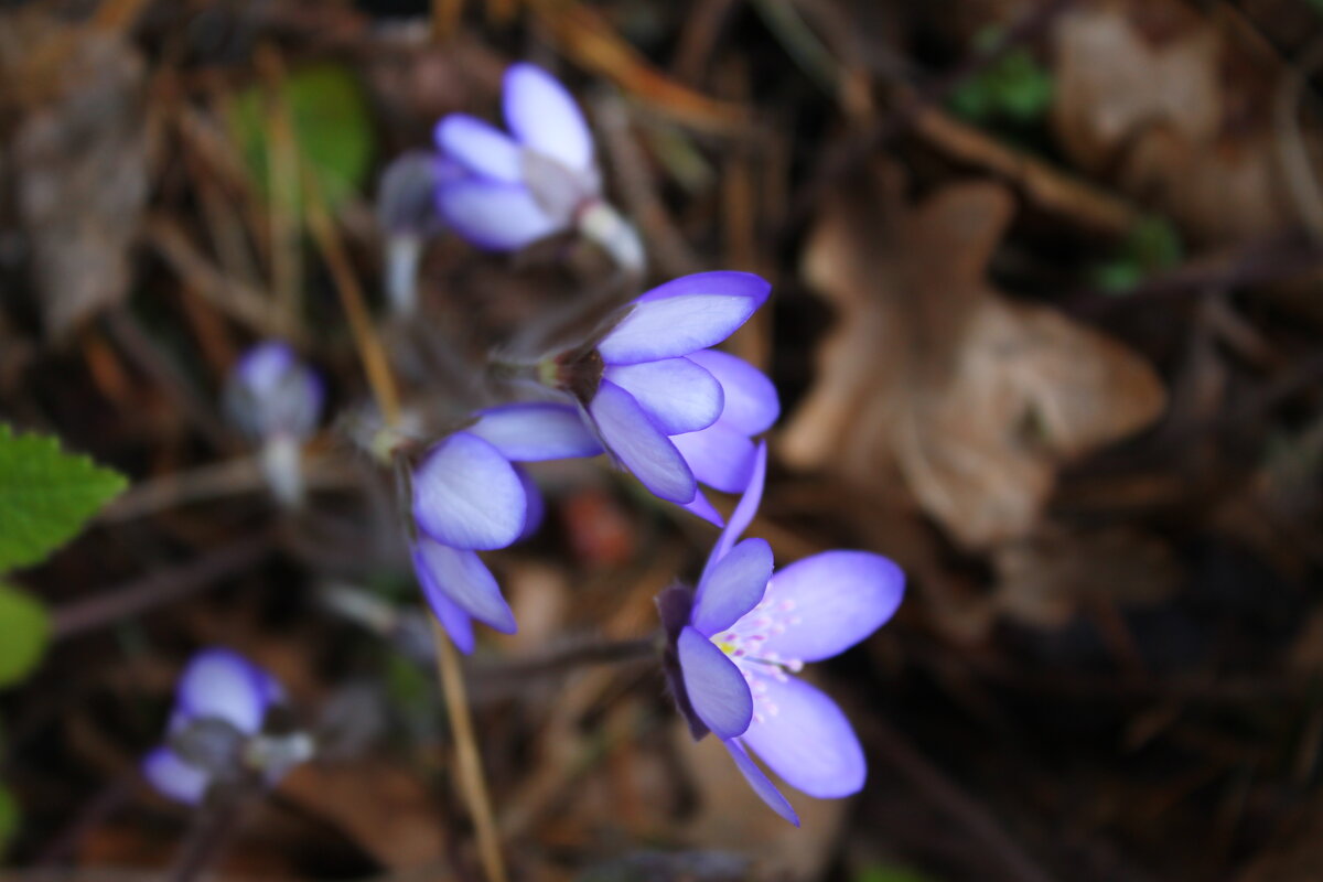 Первоцвет - Любовь Иванова