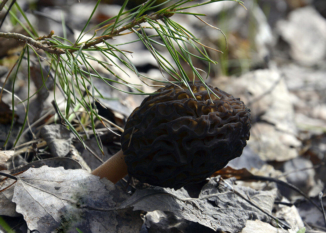 Строчок... - Aleksandr Gal