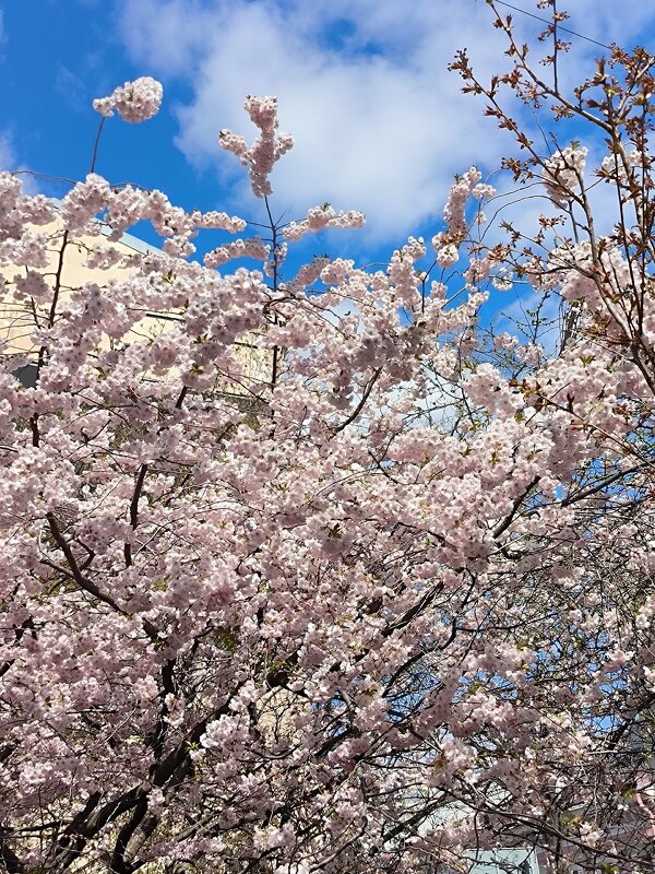 Цветущая сакура. - Ольга Цветущая сакура. - Ольга