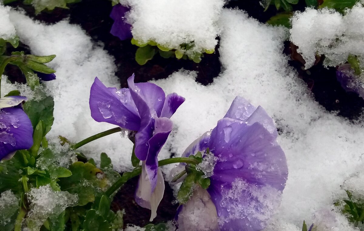 Апрельские капризы погоды - Galina Solovova Апрельские капризы погоды - Galina Solovova