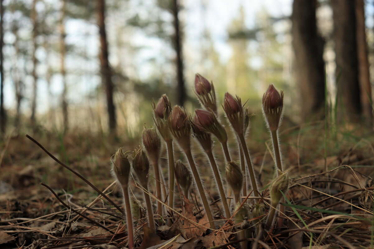 Первоцветы. - Александр Николаев Первоцветы. - Александр Николаев