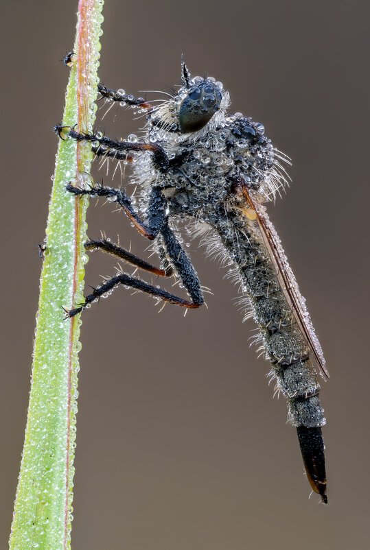 Ктырь.Рано утром. - Александр Григорьев