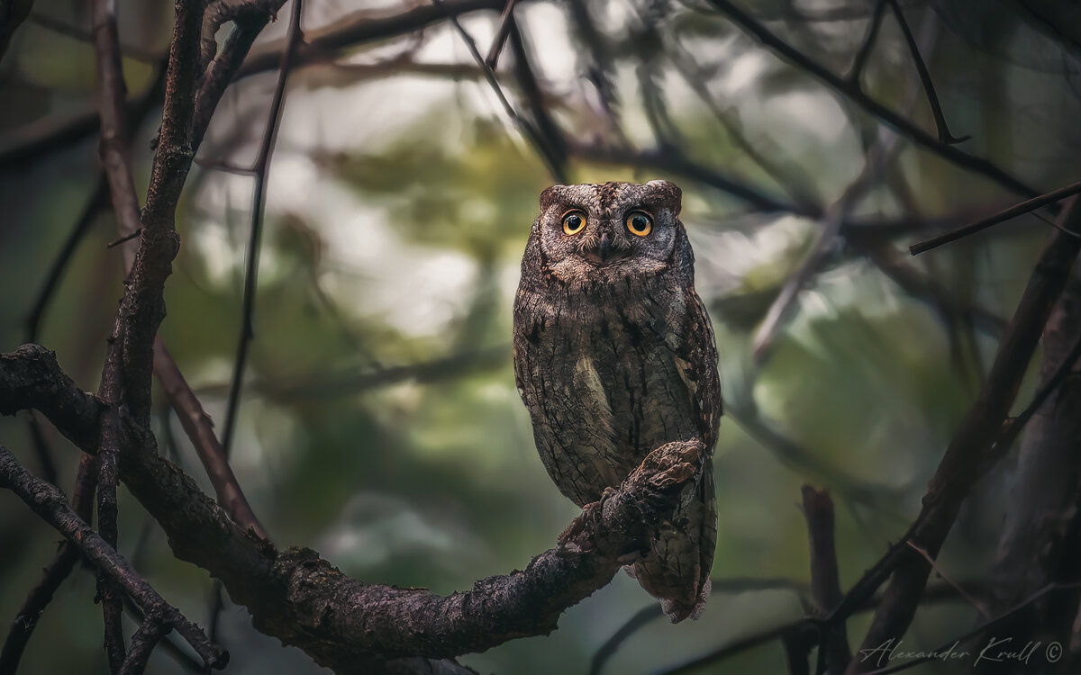 В сумраке леса - Александр К.