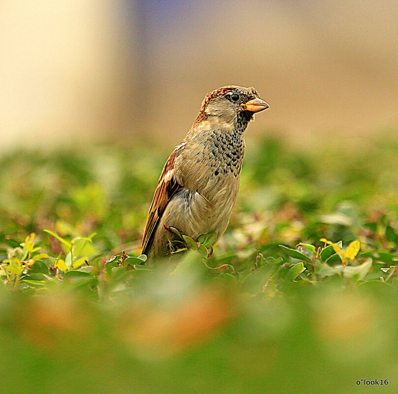 почти горожане - Олег Лукьянов