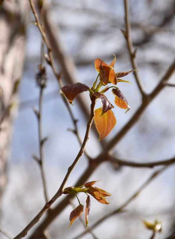 *** - Павленко Михаил 