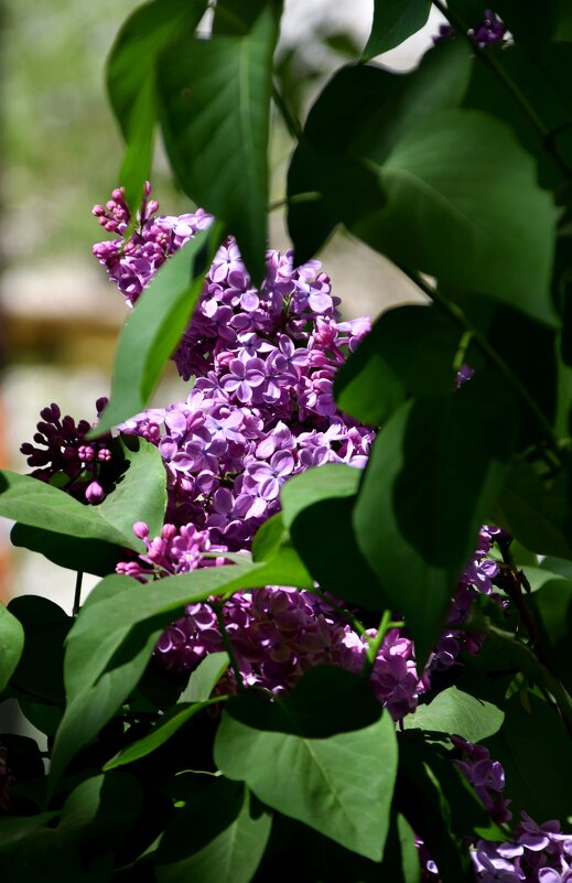 *** - Павленко Михаил 