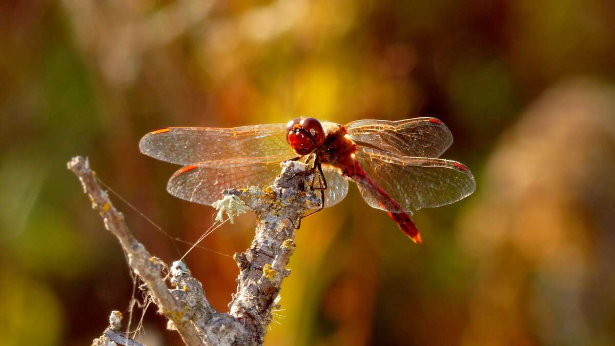 немного про стрекоз 3 - Александр Прокудин