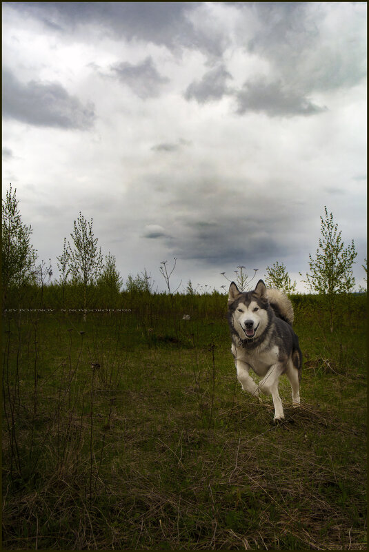 Ярик. - leff Postnov