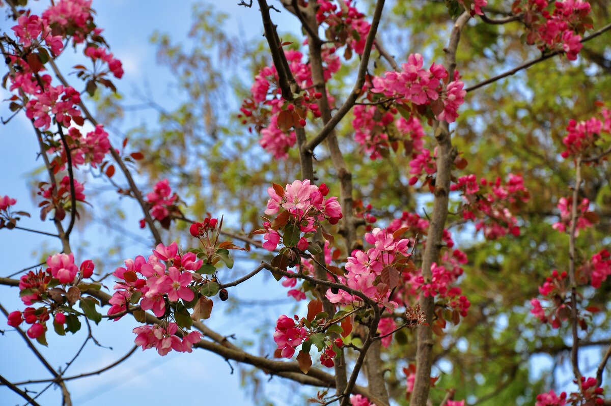 Весна Москва - Александр Конов Весна Москва - Александр Конов