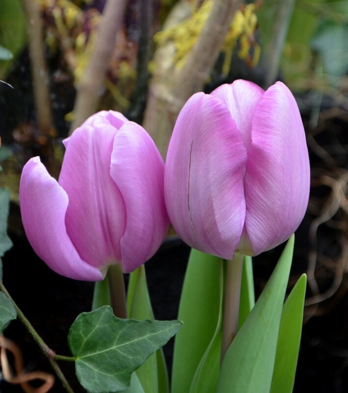 Тюльпаны - Татьяна Тюменка Тюльпаны - Татьяна Тюменка