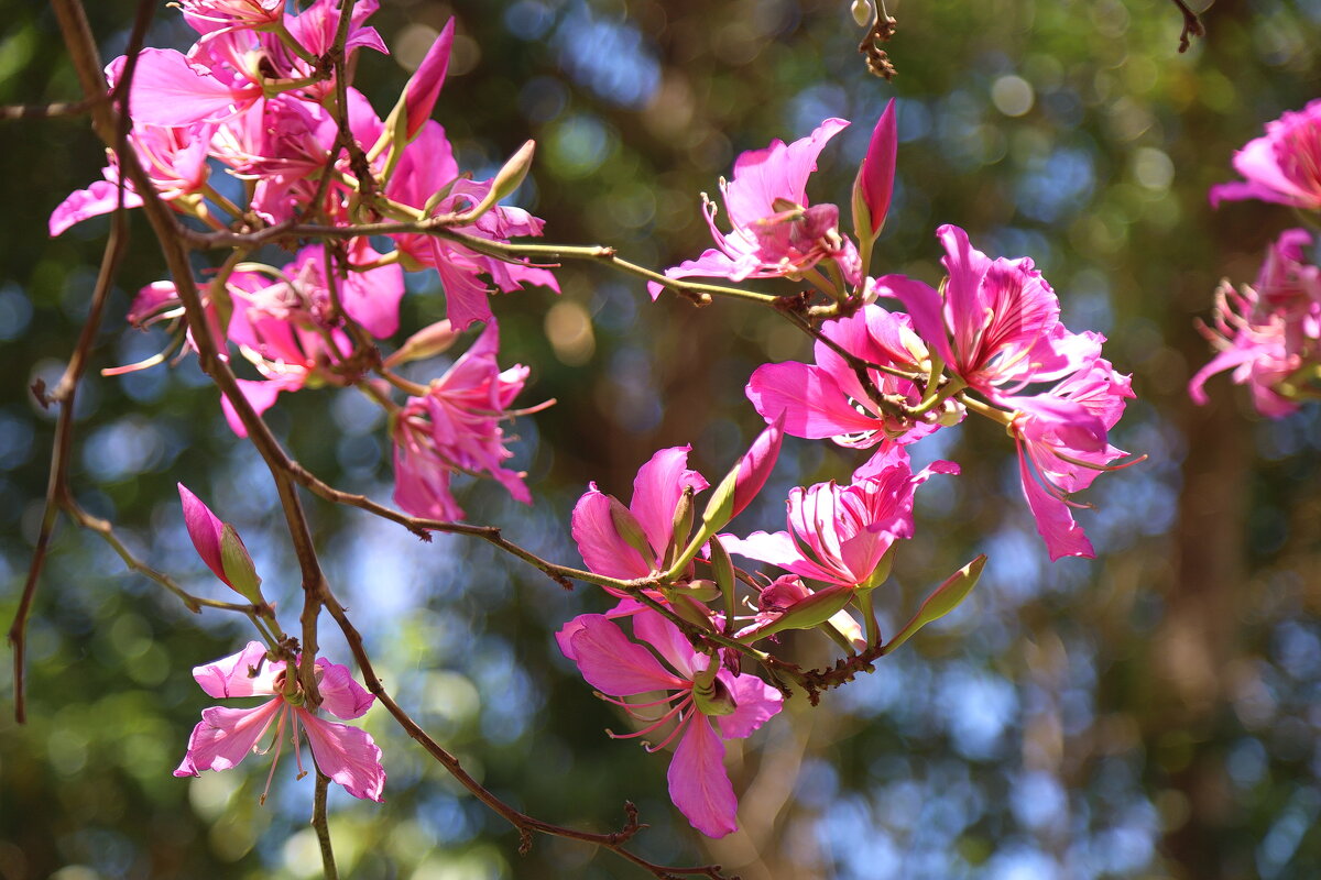 Это цветет баухиния (баугиния, бохиния), или орхидейное дерево. - Оля Богданович Это цветет баухиния (баугиния, бохиния), или орхидейное дерево. - Оля Богданович