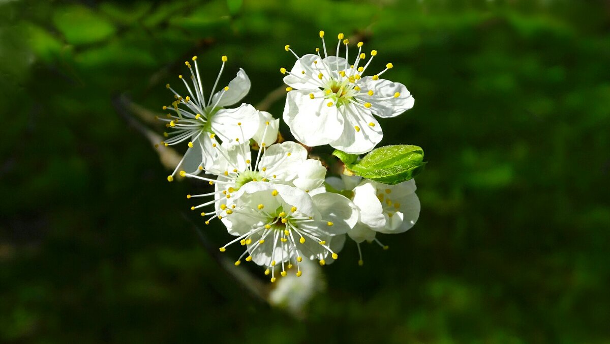 Цвет фруктовых деревьев - Милешкин Владимир Алексеевич Цвет фруктовых деревьев - Милешкин Владимир Алексеевич