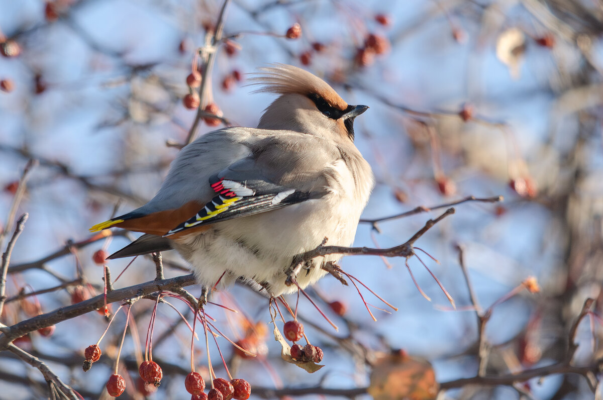 Свиристель. - Виктор Иванович Чернюк Свиристель. - Виктор Иванович Чернюк