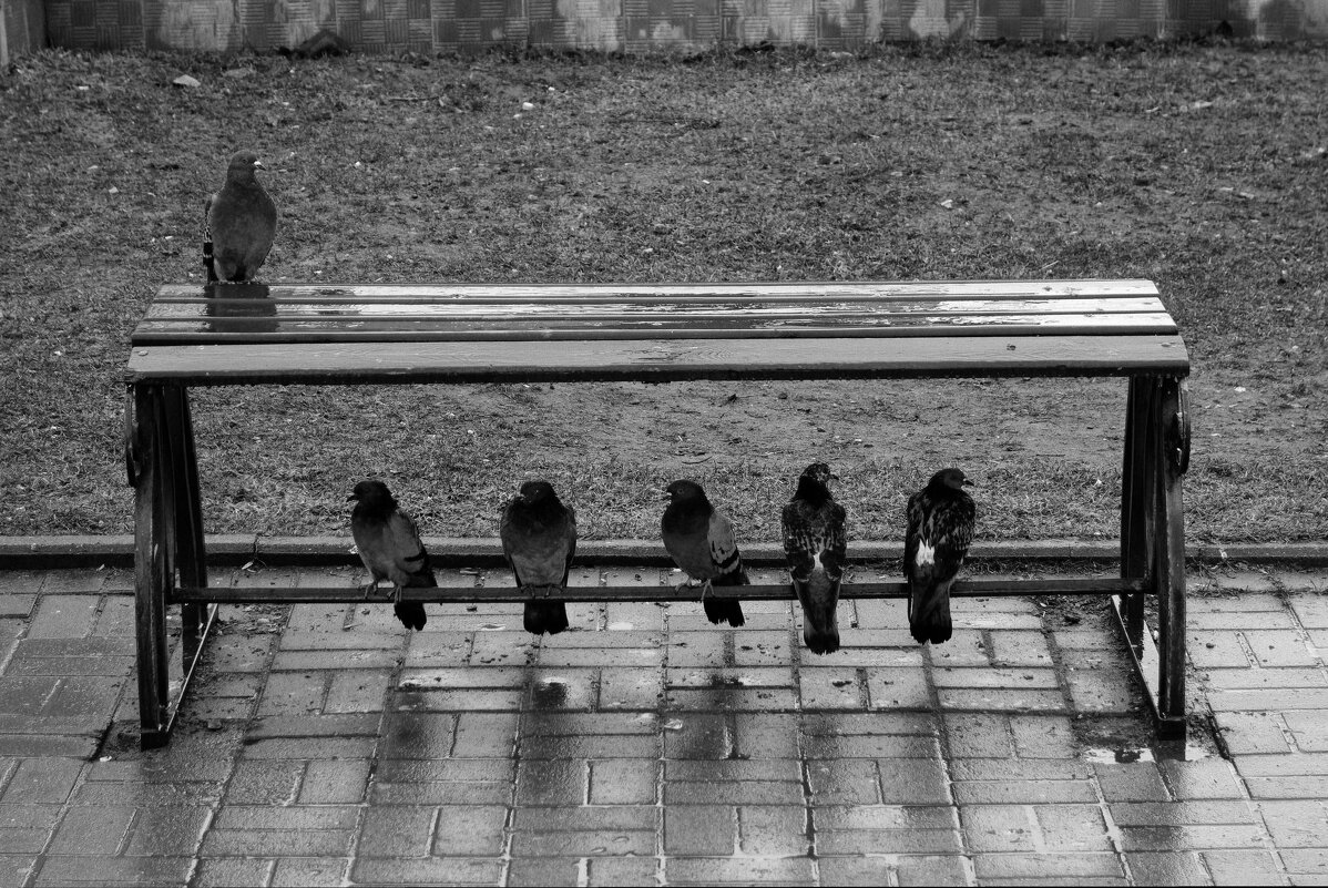 Дождь - Роман Какоткин Дождь - Роман Какоткин