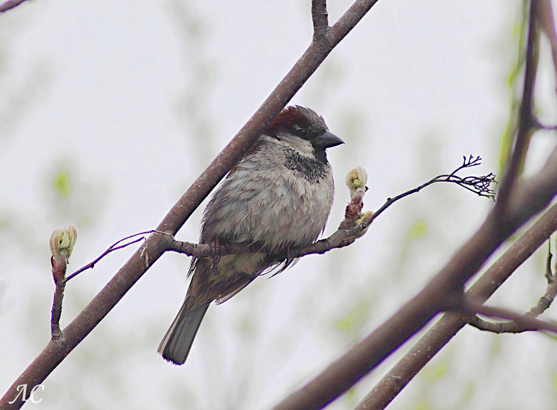 После купания - Любовь Сахарова