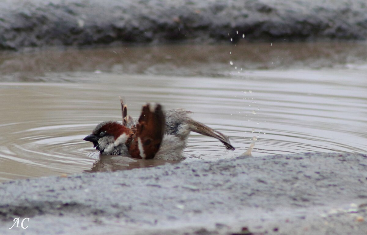 Наслаждение - Любовь Сахарова