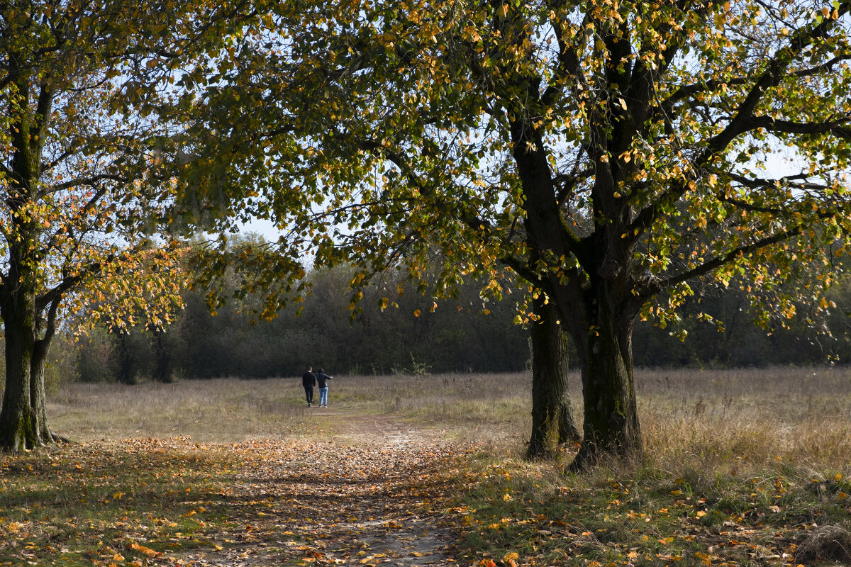 Прогулки под вязами на АЛ - Евгений 