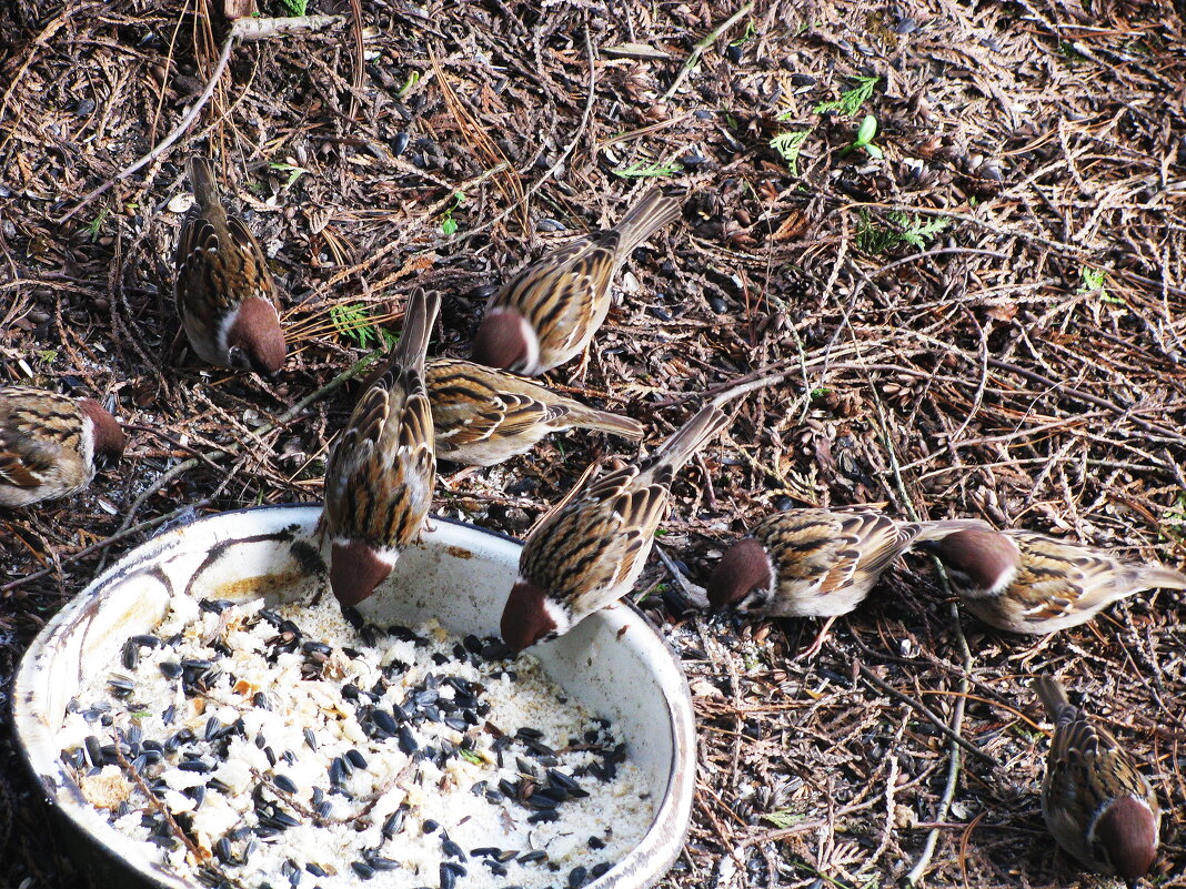 Хорошо, когда кормят - Людмила Смородинская