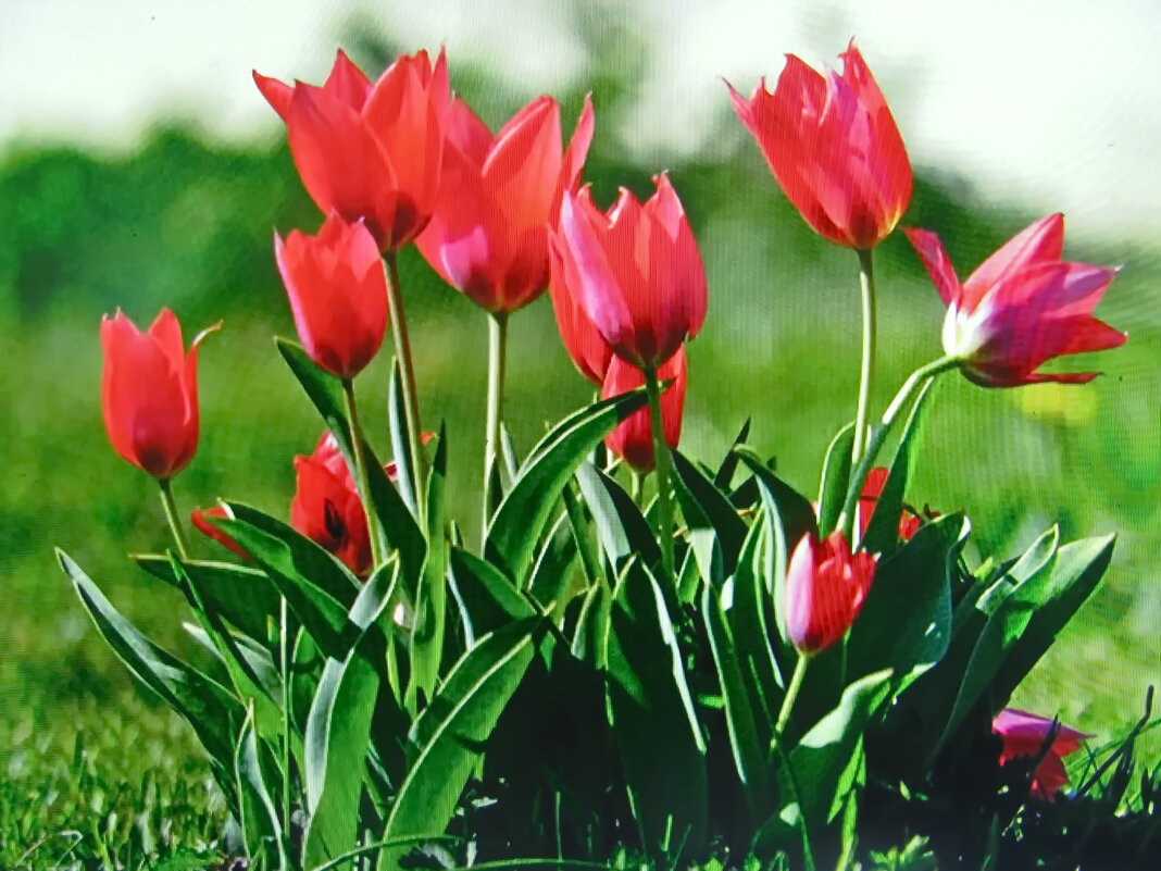 Красота в саду - Людмила Смородинская Красота в саду - Людмила Смородинская